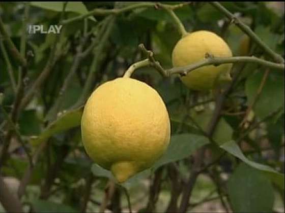 Jak správně pěstovat citrusy