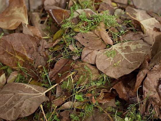 Co se zahradním odpadem