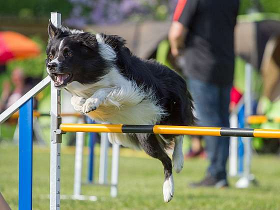 Báječný sport pro voříšky i psí šampiony: Agility, sport pro aktivní psy