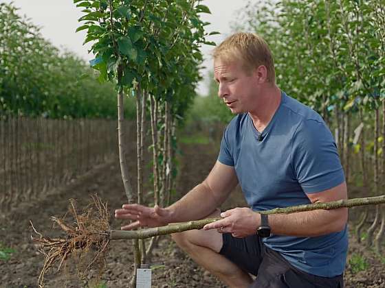 Na co si dát pozor při nákupu ovocných stromů