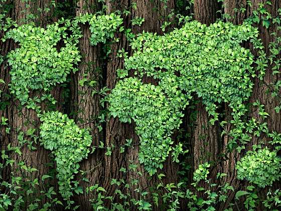 Otevřít: Ochrana lesů je zásadní pro jejich růst