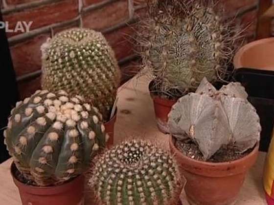 Přesazování kaktusů