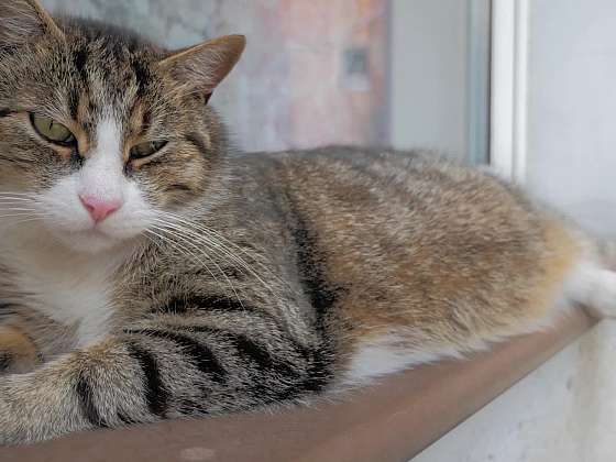 Zdraví našich mazlíčků: Rýma u koček, klíšťata u psů a správné odčervení