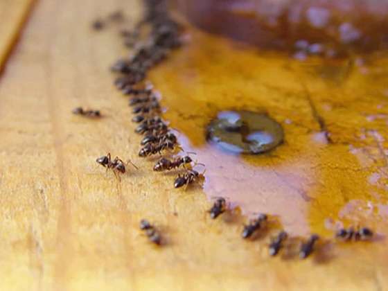 Jak vypudit mravence z naší domácnosti a zahrady