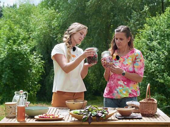 Zpracování mirabelek tzv. umeboshi 