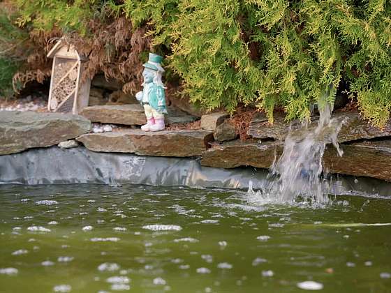 Koi kapři