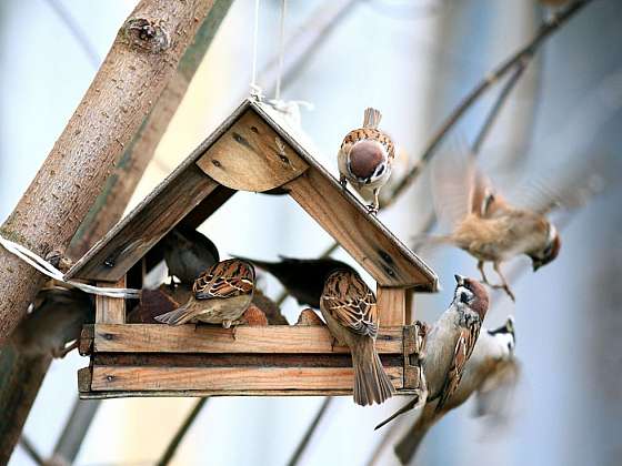 Vyvěste si hnízdní ptačí budky i na vaší zahradě