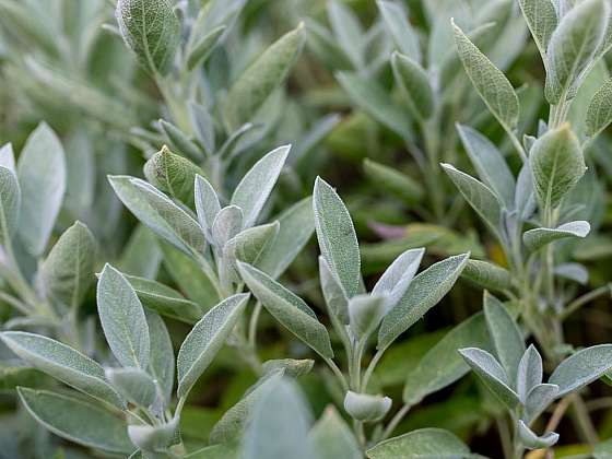 Šalvěj – okrasná bylina