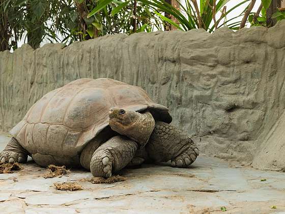 Chov suchozemských želv