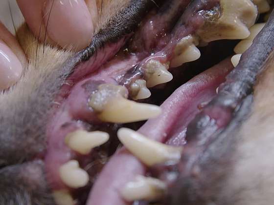 Odstranění zubního kamene psů.