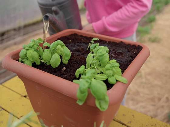 Rajčata v nádobách