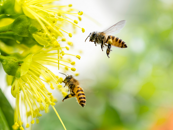 Včelařské rostliny nejen pro včelaře