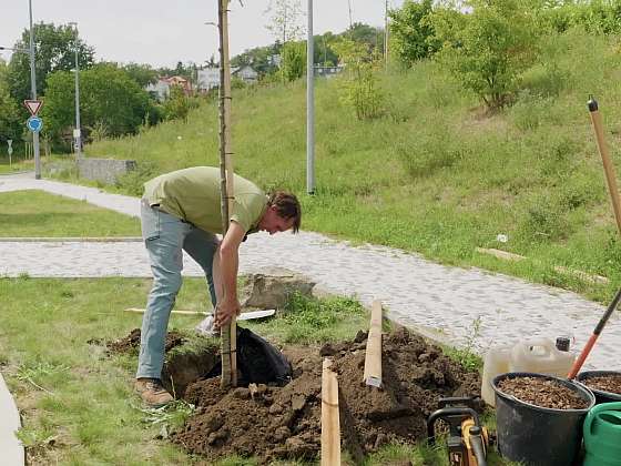 Výsadba stromu