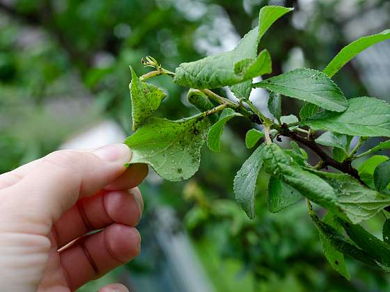 otevřít: Jak bojovat proti chorobám a škůdcům jabloní?
