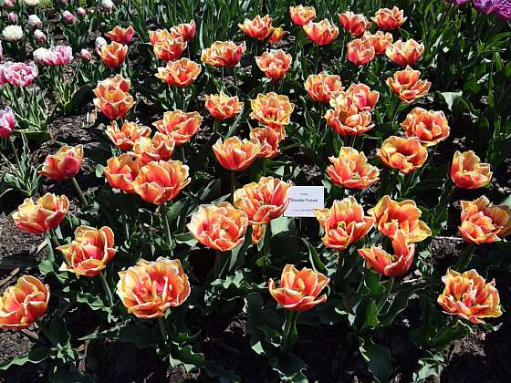 Tulipány, krásné i ceněné rostliny současnosti i dávné historie