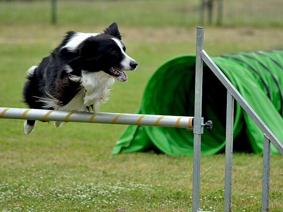 otevřít: Přihlaste svého psa na agility