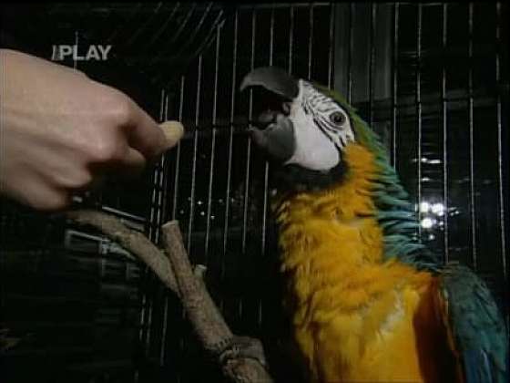 Jak správně pečovat o papouška