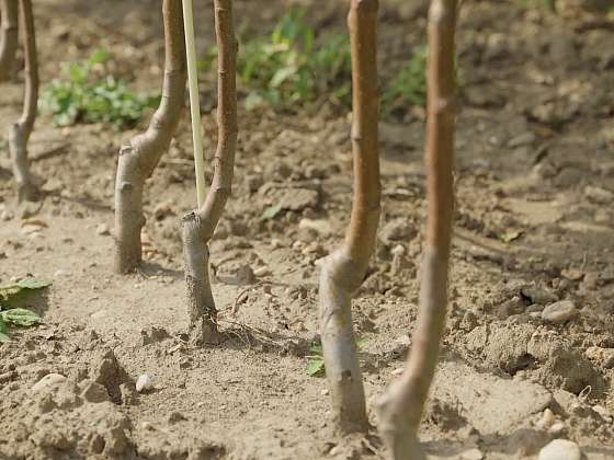 Podnože ovocných stromů