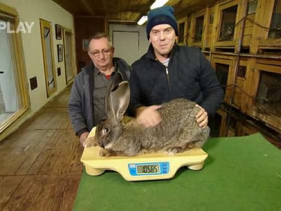 Chov obřích králíků