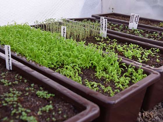 Předpěstujte si sadbu zeleniny, letniček a dalších rostlin