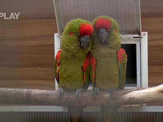 Papoušci v zimě