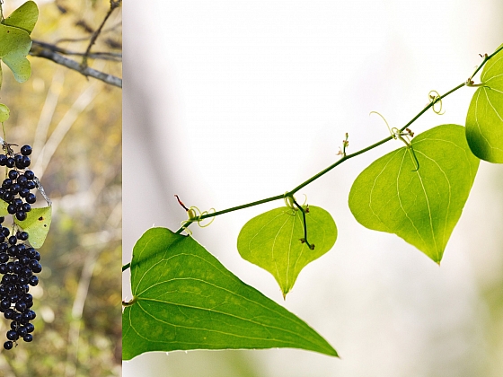 Smilax neboli přestup huňatý je téměř neznámá léčivka