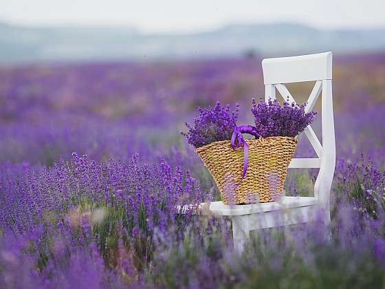 Založte si zahradu ve stylu Provence. Hlavní roli hraje levandule