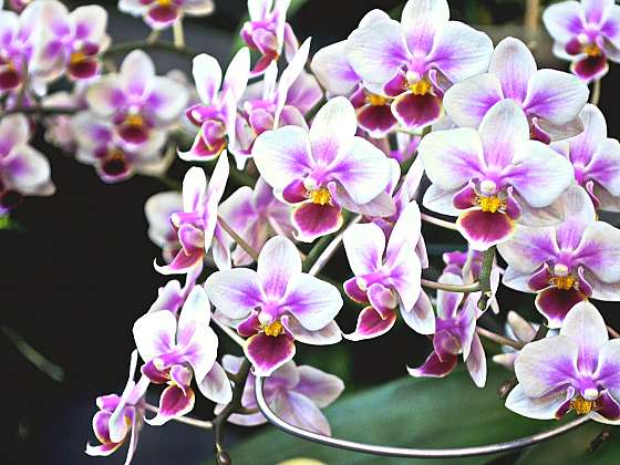 Jak na pěstování orchideje Phalaenopsis aneb 7 rad pro pěstitele začátečníky