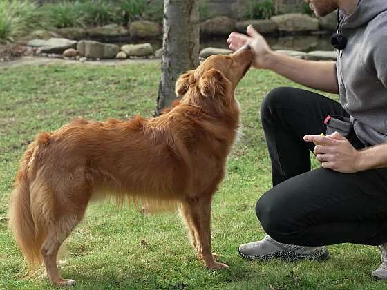 Metoda tréninku psa - Shaping