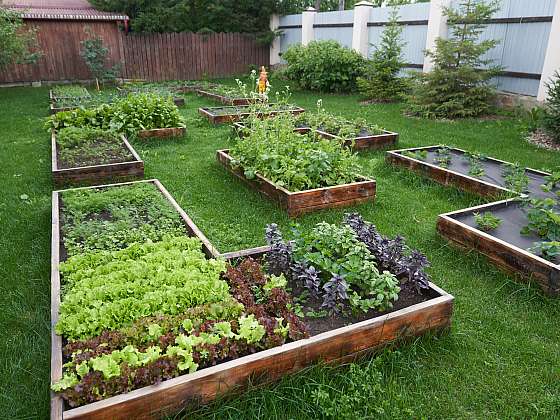 Jak minimalizovat kultivační práce na zahradě? Odstraňte plevel
