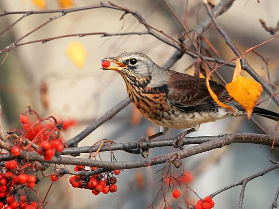 Přirozené zdroje potravy pro ptactvo na vaší zahradě