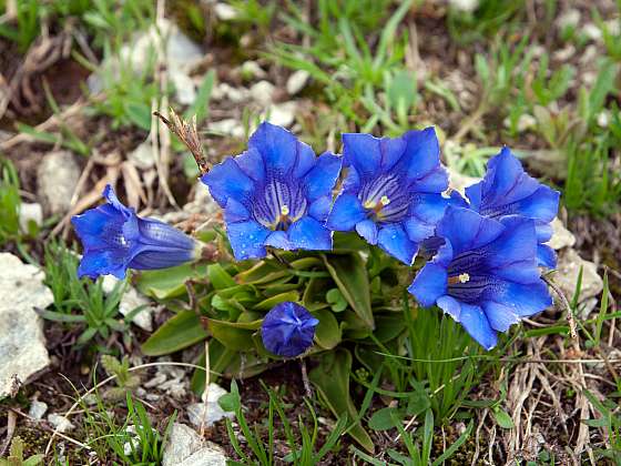 Podzimní hořec ozdobný neboli Gentiana sinoornata