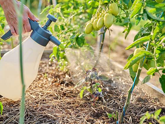 otevřít: Mšice, slimáci i molice nemají šanci: Tyhle triky fungují bez jediné kapky chemie