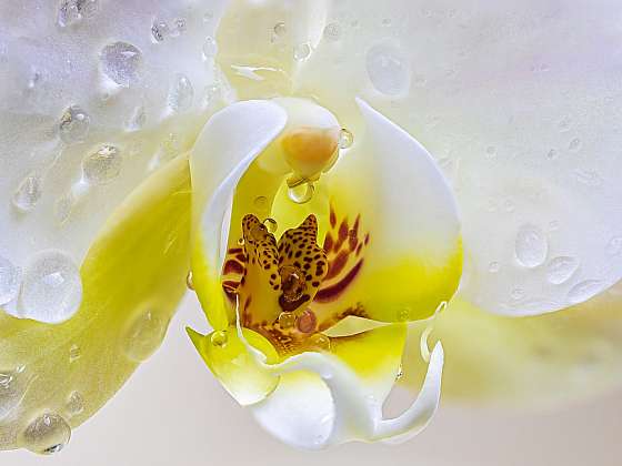 Víte, jak správně pěstovat orchideje?