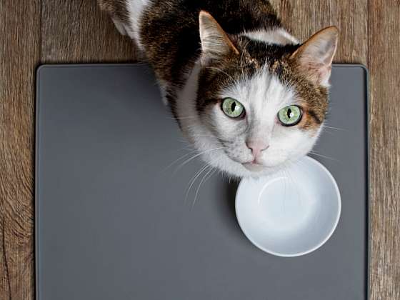 Kočka nepozná sladké aneb Jejich chutě jsou nevyzpytatelné