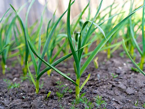 Česnek je zdrojem kvalitní úrody, jak jej pěstovat?