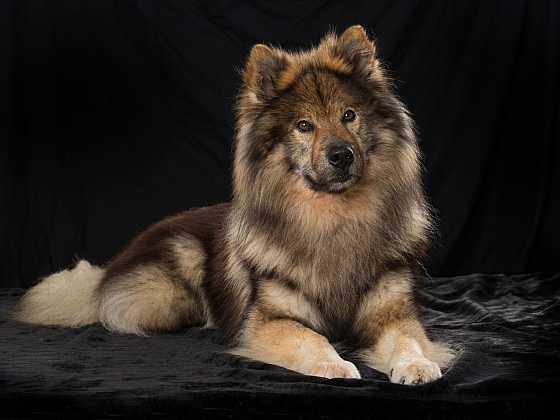 Eurasier - chlupatý citlivka, který nesnáší samotu