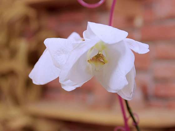 Odkvétající květ orchideje.
