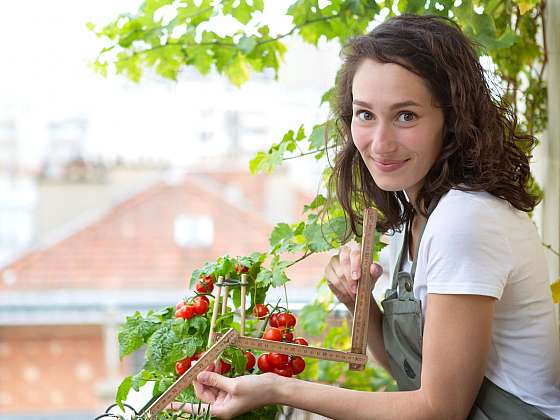 Vypěstujte si na svém balkoně brambory a rajčata v jedné nádobě
