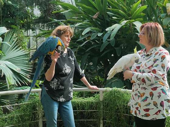 Plánujete si pořídit papoušky? Poradíme vám, na co se zaměřit při výběru papouška a jaké zázemí mu zařídit
