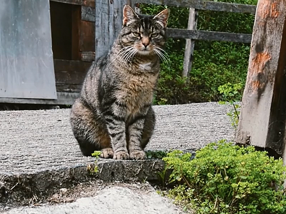 Zdraví domácích mazlíčků: Kočky, psi a očkování štěňat