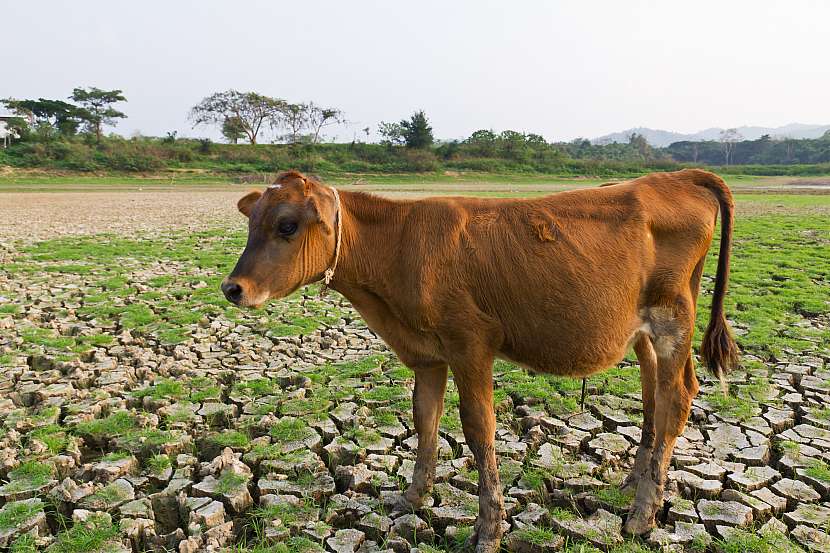 Klimatické změny postihují celý svět