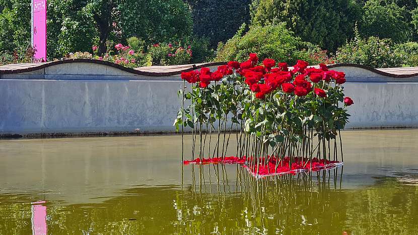 Akce Vyznání růžím úspěšně zahájila sezónu květinových výstav (Zdroj: Výstaviště Flora Olomouc)