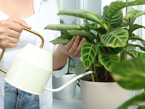 Kalatea je skvělá pokojová rostlina do každé domácnosti. Víte, jak se o ni starat?