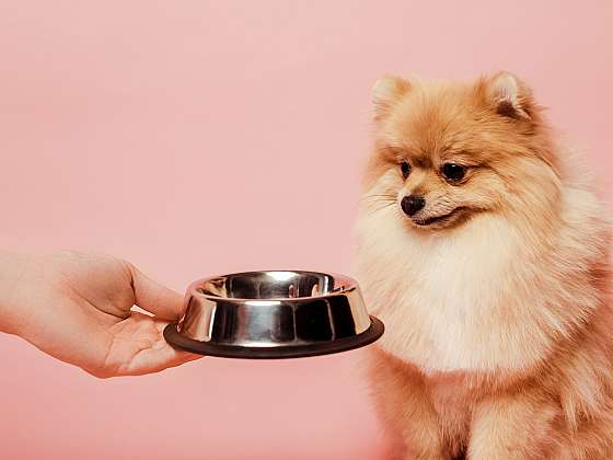 otevřít: Co si představit pod pojmem vlhká potrava pro psy?