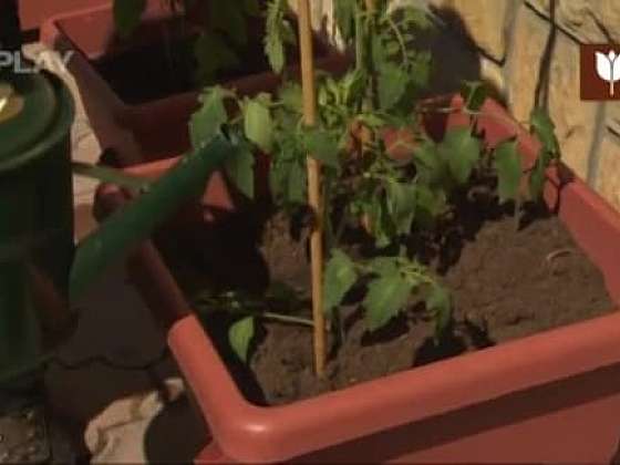 Pěstování zeleniny v truhlíku