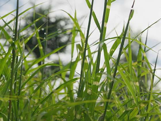 Co se zahradním odpadem