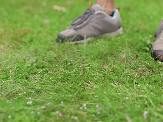 Trávník před zimou