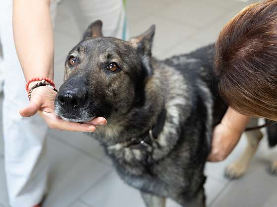 Poradna: Králíci, psí kašel, mainská mývalí kočka