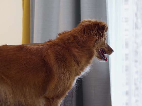 Pes kouká z okna